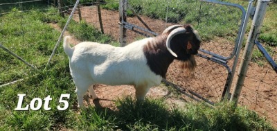 1X BOER GOAT STUD BUCK SEKELBOS BOERBOKSTOET