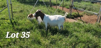 1+2X BOER GOAT STUD DOE SEKELBOS BOERBOKSTOET