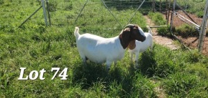 1+1X BOER GOAT FLOCK DOE SEKELBOS BOERBOKSTOET