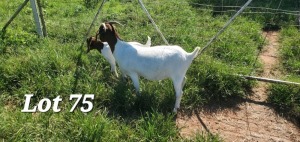 1+1X BOER GOAT FLOCK DOE SEKELBOS BOERBOKSTOET