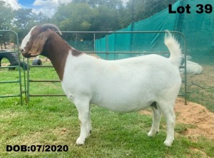 1X BOER GOAT PREGNANT FLOCK DOE VLAKKIES KRAAL BOERBOKSTOET