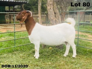 1X BOER GOAT PREGANT STUD DOE VLAKKIES KRAAL BOERBOKSTOET