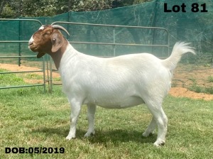 1X BOER GOAT PREGANT FLOCK DOE VLAKKIES KRAAL BOERBOKSTOET