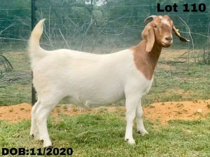 1X BOER GOAT PREGNANT FLOCK DOE VLAKKIES KRAAL BOERBOKSTOET