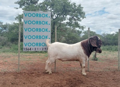 1X BOER GOAT STUD BUCK VOORBOK BOERBOKSTOET