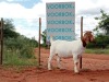 1X BOER GOAT PREGNANT STUD DOE VOORBOK BOERBOKSTOET