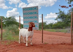 1X BOER GOAT PREGNANT STUD DOE VOORBOK BOERBOKSTOET