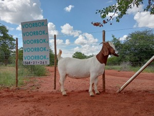 1X BOER GOAT PREGNANT STUD DOE VOORBOK BOERBOKSTOET