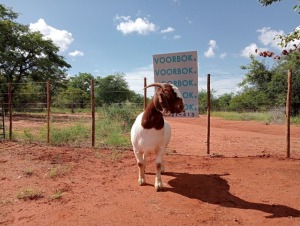 2X BOER GOAT PREGNANT FLOCK/PS DOE VOORBOK BOERBOKSTOET (PAY PER PIECE TO TAKE THE LOT)