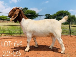 1X BOER GOAT PS DOE WIMI SADA BOERBOKSTOET