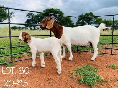 1+1X BOER GOAT STUD DOE WIMI SADA BOERBOKSTOET