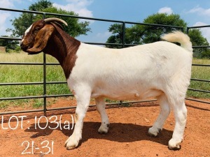 2X BOER GOAT FLOCK DOE WIMI SADA BOERBOKSTOET (PAY PER PIECE TO TAKE THE LOT)