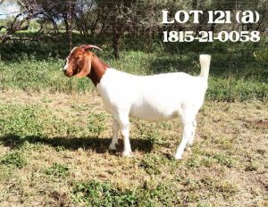 1X BOER GOAT FLOCK DOE LOURON BOERBOKSTOET (PAY PER PIECE TO TAKE THE LOT)