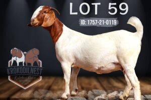 1X BOER GOAT PREGNANT STUD DOE KROKODILNEST BOERBOK & KALAHARI RED STUD