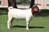 1X BOER GOAT FLOCK BUCK BOSLAND BOERDERY