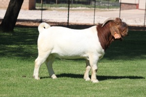 1X BOER GOAT FLOCK BUCK BOSLAND BOERDERY