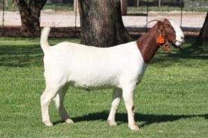 1X BOER GOAT STUD DOE BOSLAND BOERDERY