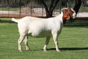 1X BOER GOAT STUD DOE BOSLAND BOERDERY