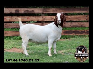 WITHDRAWN -1X BOER GOAT DOE MILAMIEK BOERBOKSTOET