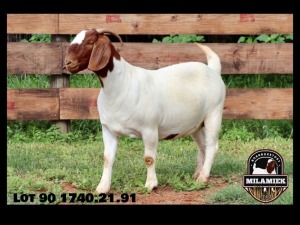 1X BOER GOAT PREGNANT FLOCK DOE MILAMIEK BOERBOKSTOET