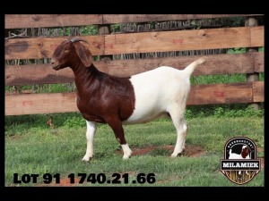 WITHDRAWN -1X BOER GOAT DOE MILAMIEK BOERBOKSTOET