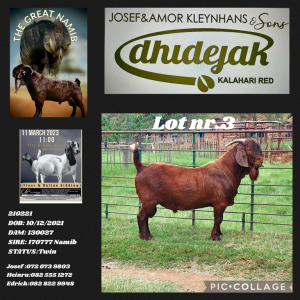 1X KALAHARI RED STUD BUCK DHIDEJAK KALAHARI REDS