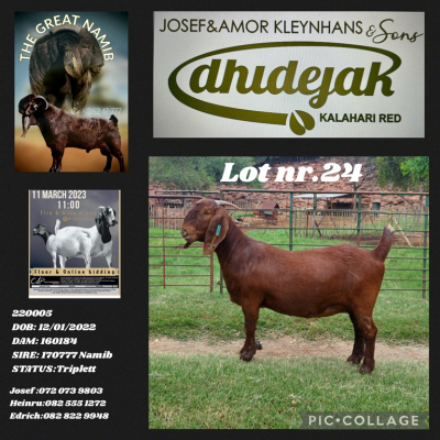 1X KALAHARI RED FLOCK DOE DHIDEJAK KALAHARI REDS