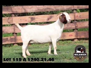 3X BOER GOAT PREGNANT STUD/FLOCK/STUD DOE MILAMIEK BOERBOKSTOET (PAY PER PIECE TO TAKE THE LOT)