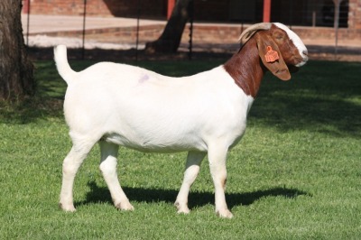 1X BOER GOAT FLOCK DOE BOSLAND BOERDERY