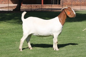 2X BOER GOAT FLOCK DOE BOSLAND BOERDERY (PAY PER PIECE TO TAKE THE LOT)