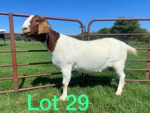 1X BOER GOAT PREGNANT STUD DOE SCHOONHEID BOERBOKSTOET