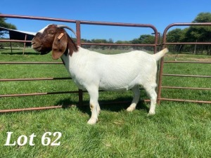 1X BOER GOAT PREGNANT FLOCK DOE SCHOONHEID BOERBOKSTOET