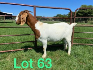 1X BOER GOAT PREGANT FLOCK DOE SCHOONHEID BOERBOKSTOET