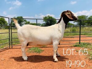 WITHDRAWN - 1X BOER GOAT DOE WIMI SADA BOERBOKSTOET