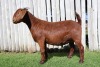 1X KALAHARI RED STUD DOE TOLLIE JORDAAN & SEUNS - 2