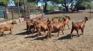 9X KALAHARI RED OOI/EWE 4 TAND- VAT VRYBURG NW (FOR COLLECTION)PAY PER PIECE TO TAKE THE LOT)