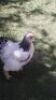 28X BRAHMA HOENDERS(6 VOLWASSE EN 22 JONG) KROONSTAD (FOR COLLECTION) PAY PER PIECE TO TAKE ALL - 3