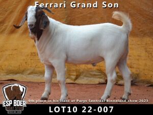 WITHDRAWN - 1X BOER GOAT BUCK ESP BOERBOKSTOET