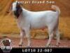 WITHDRAWN - 1X BOER GOAT BUCK ESP BOERBOKSTOET