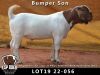 1X BOER GOAT FLOCK BUCK ESP BOERBOKSTOET