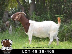 WITHDRAWN - 1+1X BOER GOAT DOE ESP BOERBOKSTOET