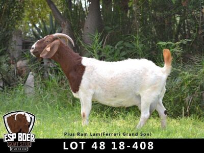 WITHDRAWN - 1+1X BOER GOAT DOE ESP BOERBOKSTOET