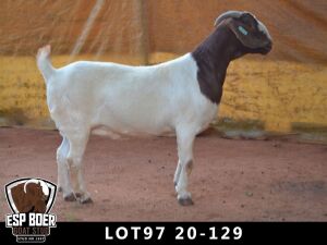 WITHDRAWN -1X BOER GOAT DOE ESP BOERBOKSTOET