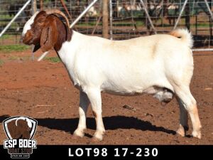 WITHDRAWN -1X BOER GOAT DOE ESP BOERBOKSTOET