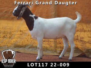 2X BOER GOAT FLOCK DOE ESP BOERBOKSTOET (PAY PER PIECE TO TAKE THE LOT)