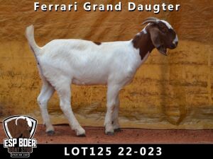 2X BOER GOAT FLOCK DOE ESP BOERBOKSTOET (PAY PER PIECE TO TAKE THE LOT)