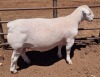 1X WHITE DORPER STUD RAM ASHLEY PHILIPS