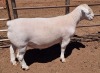 1X WHITE DORPER STUD RAM ASHLEY PHILIPS - 2