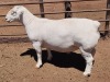 1X WHITE DORPER STUD RAM ASHLEY PHILIPS