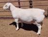 1X WHITE DORPER STUD RAM ASHLEY PHILIPS - 2